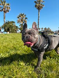 Bulldog francese esotico