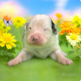 Pastore australiano pedigree ENCI