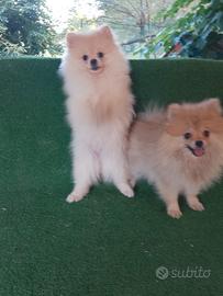 Spitz Nani o volpino della Pomerania cuccioli