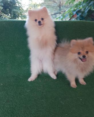 Spitz Nani o volpino della Pomerania cuccioli