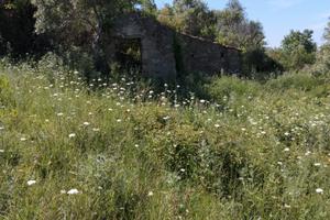 Uliveto frutteto con rustico