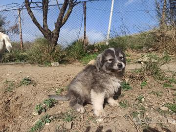 Cucciolo incrocio abruzzese-caucaso