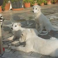 Cuccioli simil maremmano
