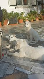 Cuccioli simil maremmano