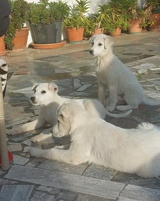 Cuccioli taglia media