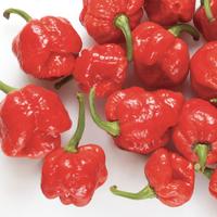 peperoncini red scorpion