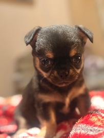 Chihuahua cuccioli