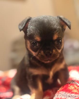 Chihuahua cuccioli