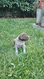 Cuccioli di bracco tedesco