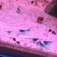 Caridine blu (gamberetti)