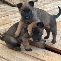 Cuccioli pastore belga malinois