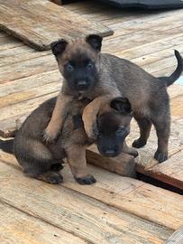 Cuccioli pastore belga malinois