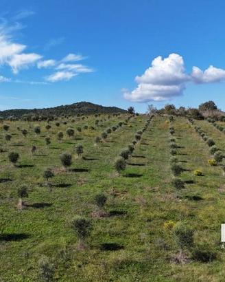 Terreno di 116000 m² a Capalbio