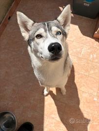 Husky femmina per monta