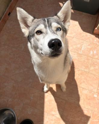 Husky femmina per monta