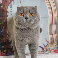 Scottish Fold maschio