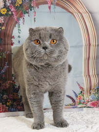 Scottish Fold maschio