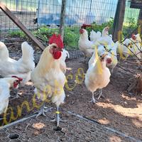 Avicoli bresse bianco