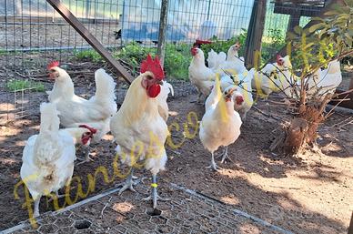 Avicoli bresse bianco