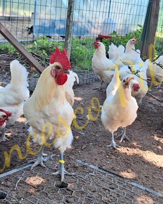 Avicoli bresse bianco