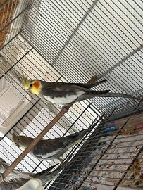 Coppia di Calopsite e novelli