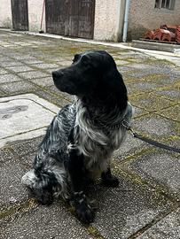 Cucciolone di Setter inglese