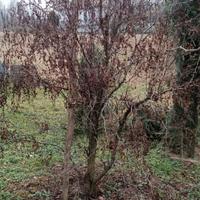 Piante