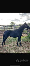 Pony d'Esperia femmina