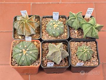 Lotto Astrophytum