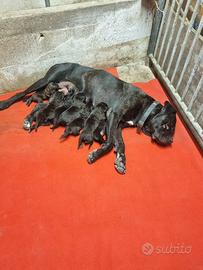 Cuccioli di cane corso