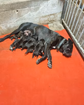 Cuccioli di cane corso