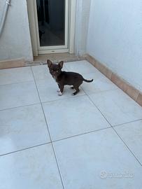 Cucciolo di Chihuahua cioccolato e bianco