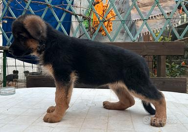 Cucciola di Pastore tedesco