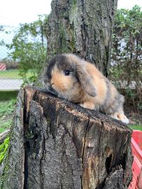 Conigli nani arieti minilop