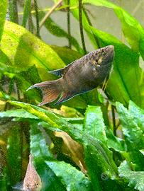 Macropodus