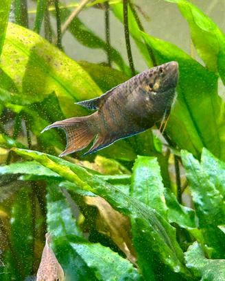 Macropodus