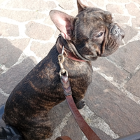 Maschio bulldog francese