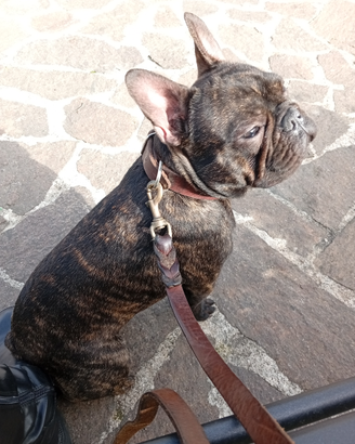 Maschio bulldog francese