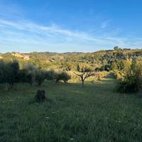 Terreno agricolo pianeggiante con annesso uliveto