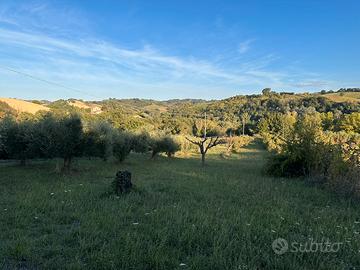 Terreno agricolo pianeggiante con annesso uliveto
