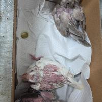 Calopsite da imbecco