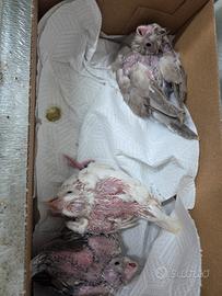 Calopsite da imbecco