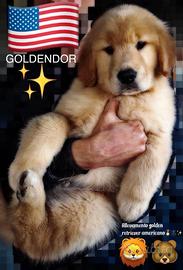 Golden retriever linea anericana100%cucciolata top