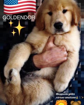 Golden retriever linea anericana100%cucciolata top