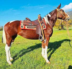 Cavallo mestizo