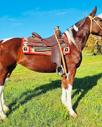 Cavallo mestizo