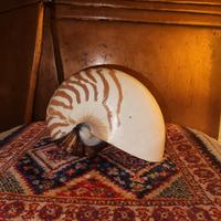 Conchiglia Nautilus 