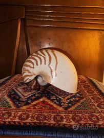 Conchiglia Nautilus 