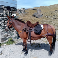 Muli da sella