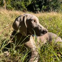 Weimaraner cucciola